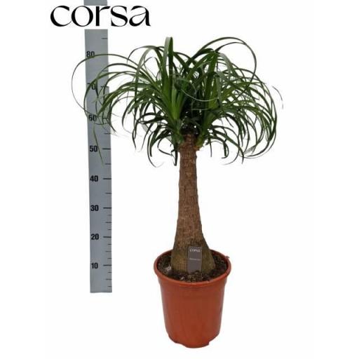 Beaucarnea recurvata (pie de elefante)