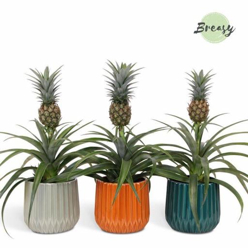 Planta piña (ananas) [0]