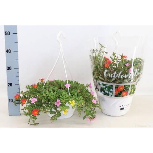 Portulaca Colgante