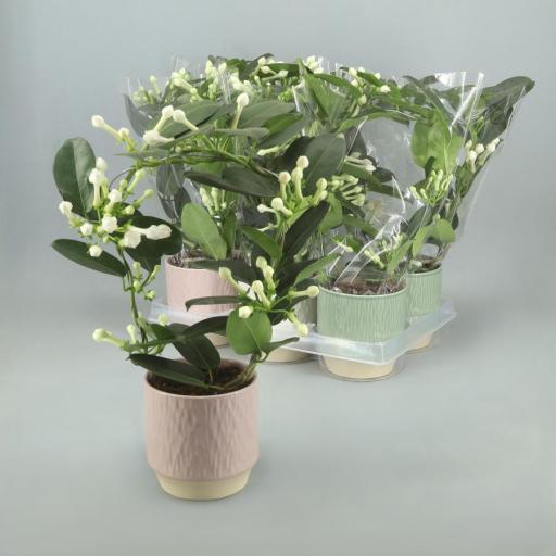 Stephanotis perfumado