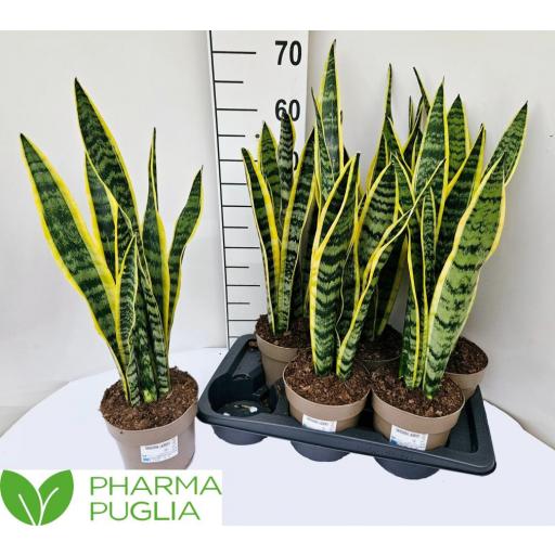 Sansevieria laurentii 55 cm 