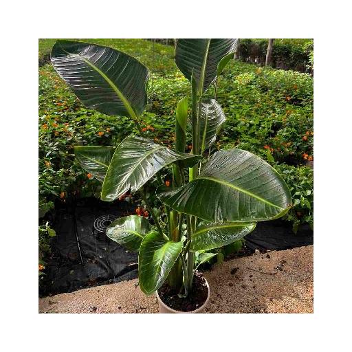 Strelitzia augusta 90 cm