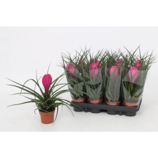 Tillandsia Cynea  [0]