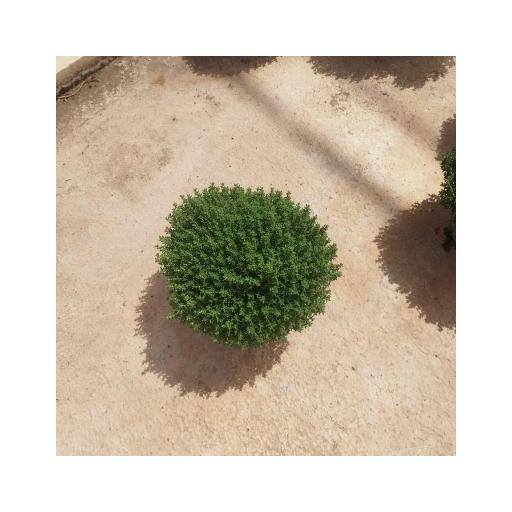 Planta tomillo (Thymus repens) [1]