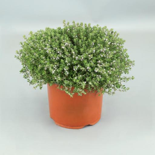 Planta tomillo (Thymus repens)