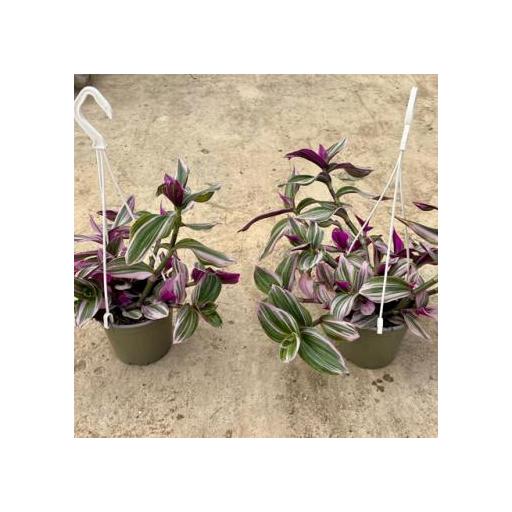 Tradescantia spathacea pink