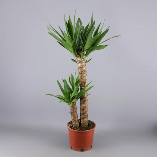 Planta Yucca 90 cm 2 pies