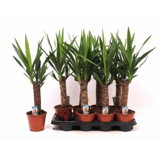 Planta Yucca 60 cm