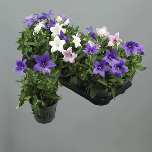 Platycodon Astra 