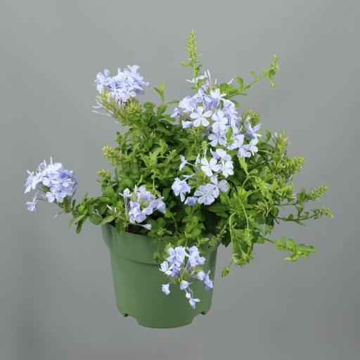 Plumbago - jazmin azul 