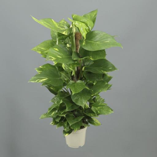 Pothus TUTOR 80 cm