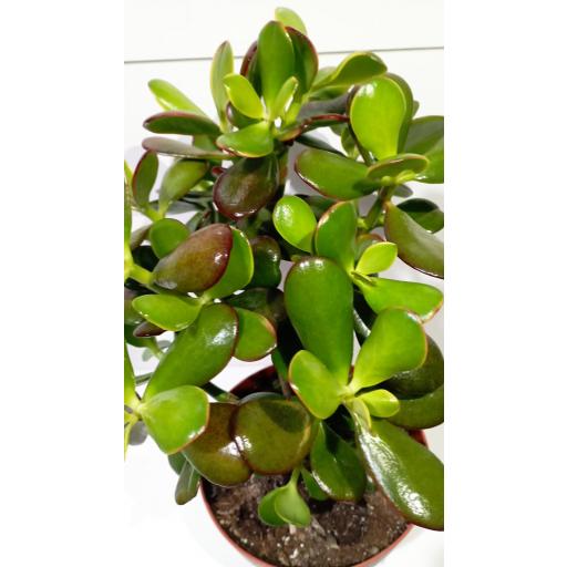 Árbol de jade  (Crassula sunset) 45 cm [1]