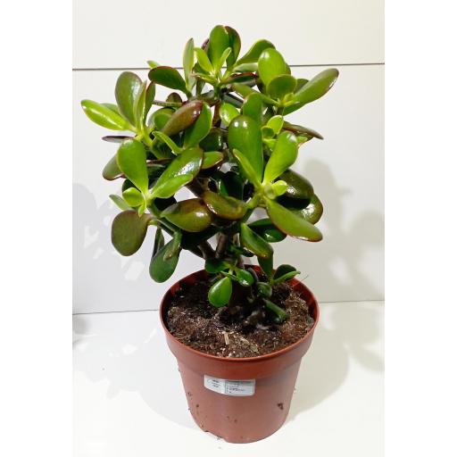 Árbol de jade  (Crassula sunset) 45 cm