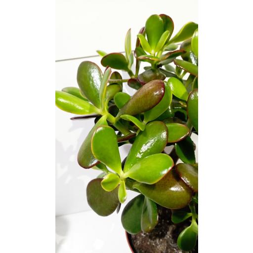 Árbol de jade  (Crassula sunset) 45 cm [2]