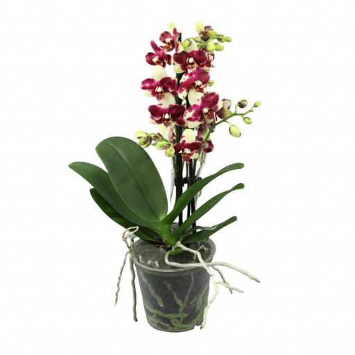 Orquidea Phalaenopsis 40 cm