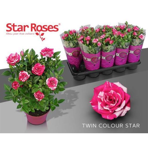 Rosal mini twin color star
