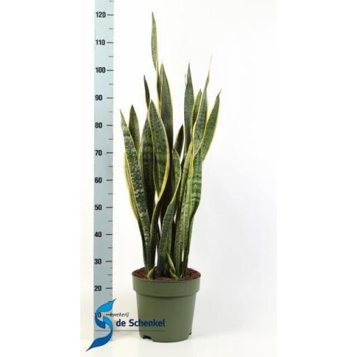 Sansevieria laurentii 100 cm 