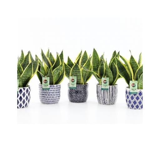 Sansevieria superba con macetero cerámico