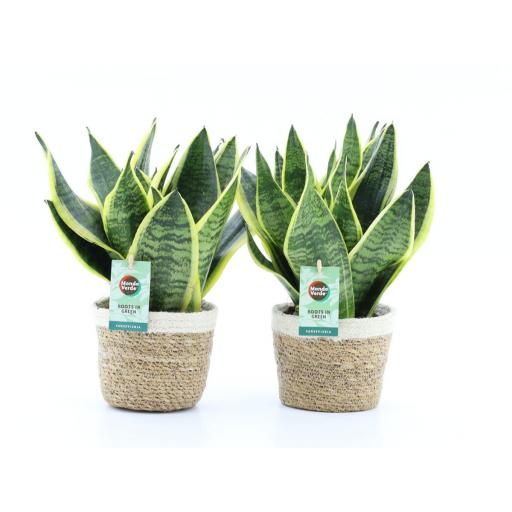 Sansevieria superba con macetero fibra