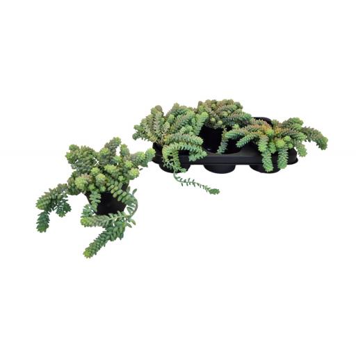 Sedum burrito 15 cm