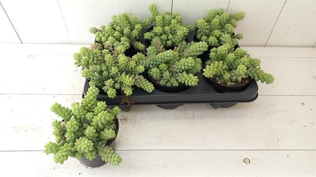Sedum burrito 15 cm