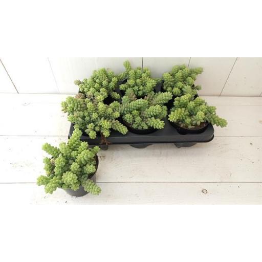 Sedum burrito 15 cm