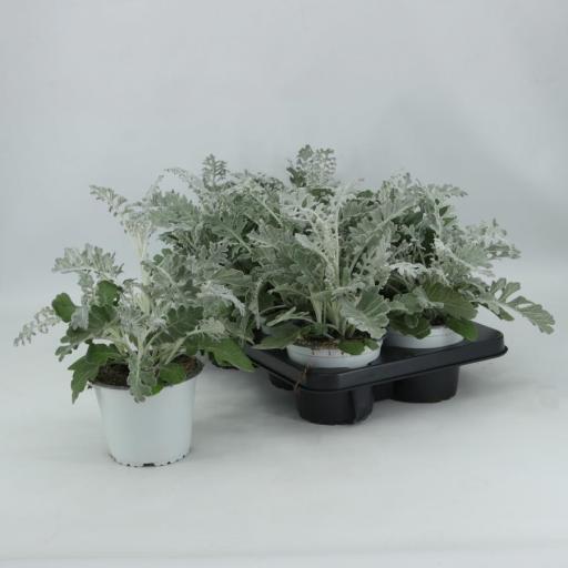 Senecio cineraria