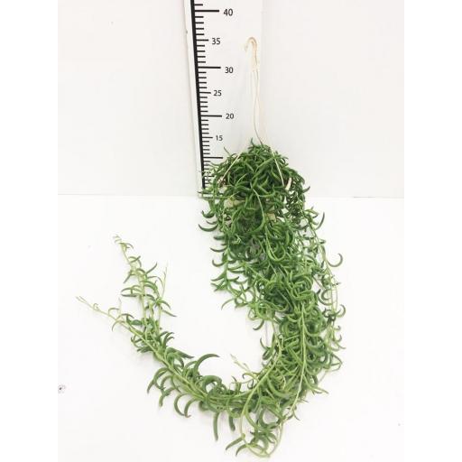 Senecio radicans