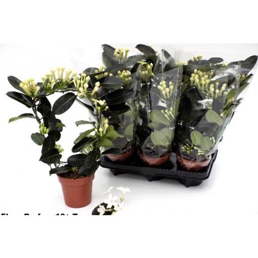 Stephanotis perfumado [2]