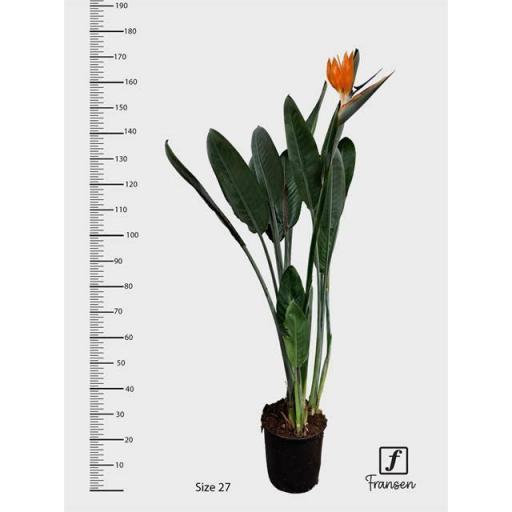 Strelitzia Reginae 130 cm