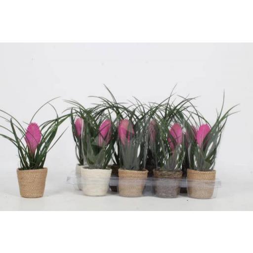Tillandsia Cynea con macetero fibra