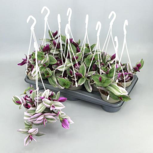 Tradescantia spathacea pink