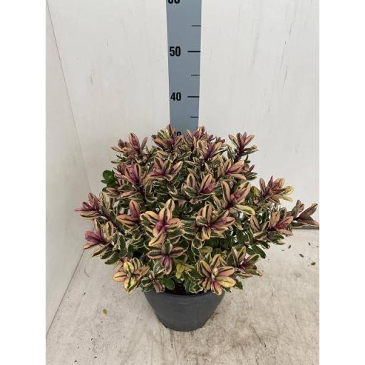 Veronica hebe tricolor [0]