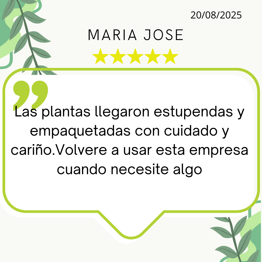 Post de Instagram Comentarios Reseña Moderno Amarillo (1).png