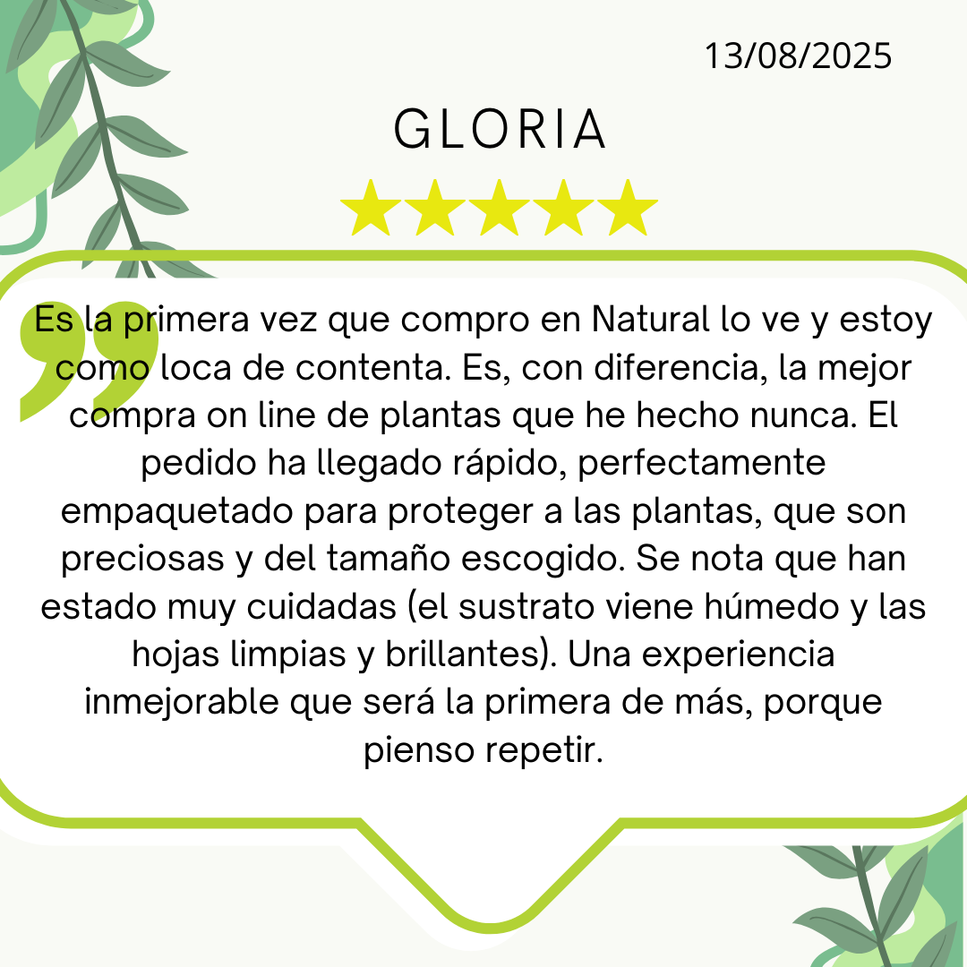 Post de Instagram Comentarios Reseña Moderno Amarillo.png