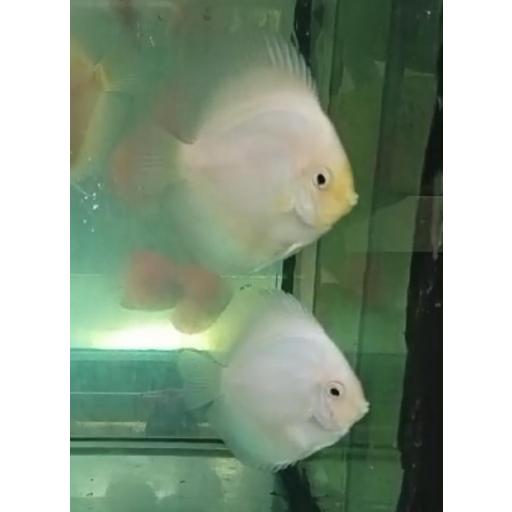 DISCO SNOW WHITE 5-6CM [1]