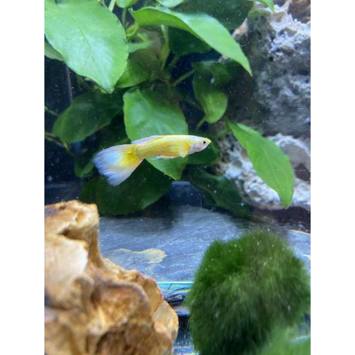 GUPPY FULL GOLD MACHO 2.5-3CM- POECILIA RETICULATA FULL GOLD