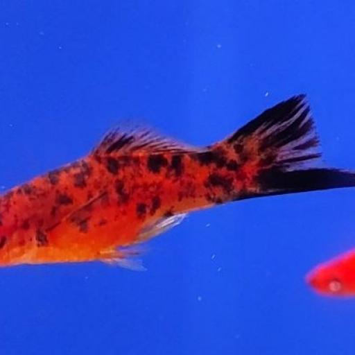 XIPHOPHORUS HELLERI BERLIN 3-3.5  MACHO [1]