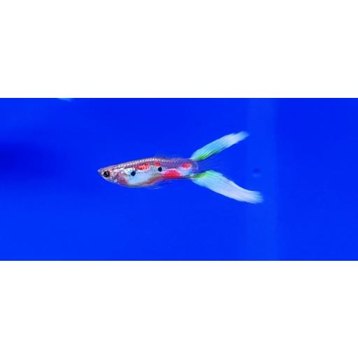 GUPPY PAREJA TIJERA VERDE 2.5-3 CM [0]