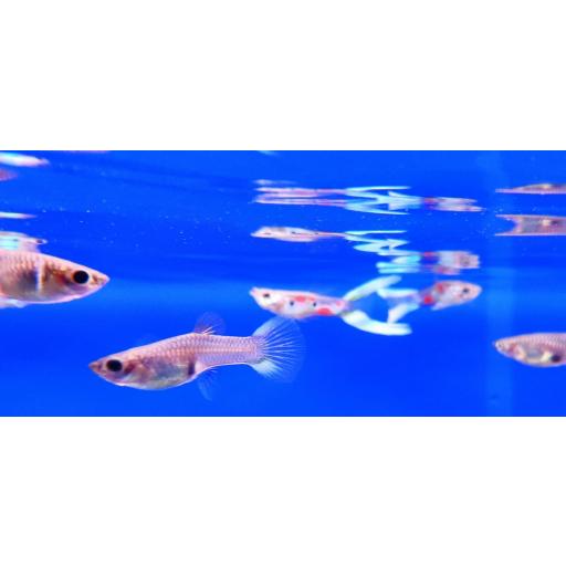 GUPPY PAREJA TIJERA VERDE 2.5-3 CM [3]