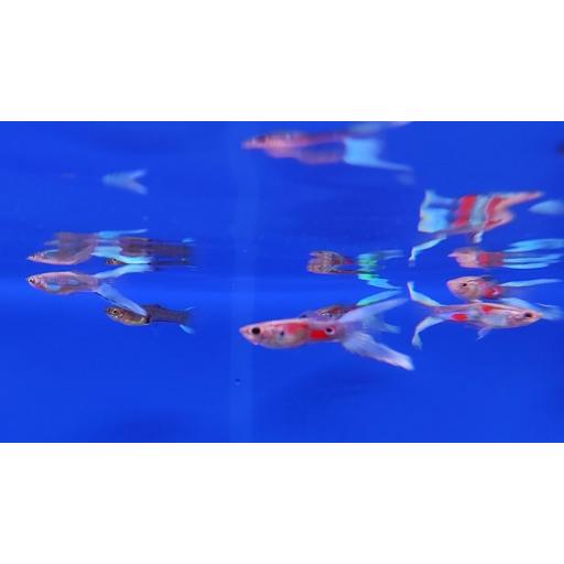 GUPPY PAREJA TIJERA VERDE 2.5-3 CM [2]