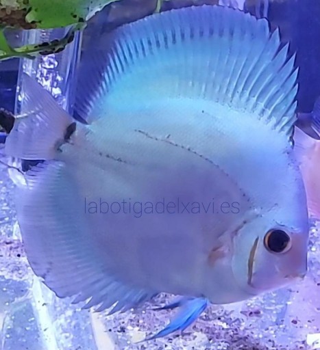 Disco Azul Diamante 10-12cm [0]