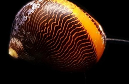 Caracol Picaso [1]