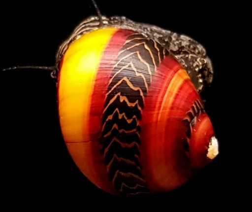 Caracol Picaso [0]