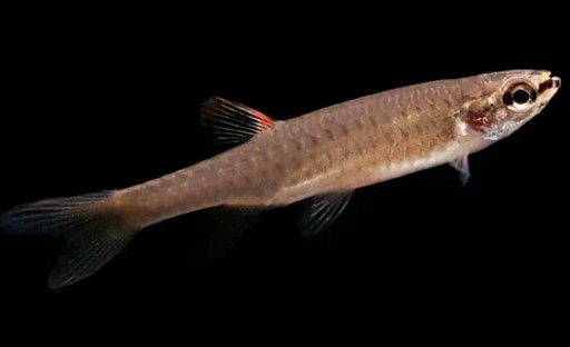 Copella Arnoldi 3-4cm [1]