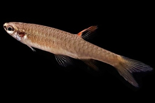 Copella Arnoldi 3-4cm [0]