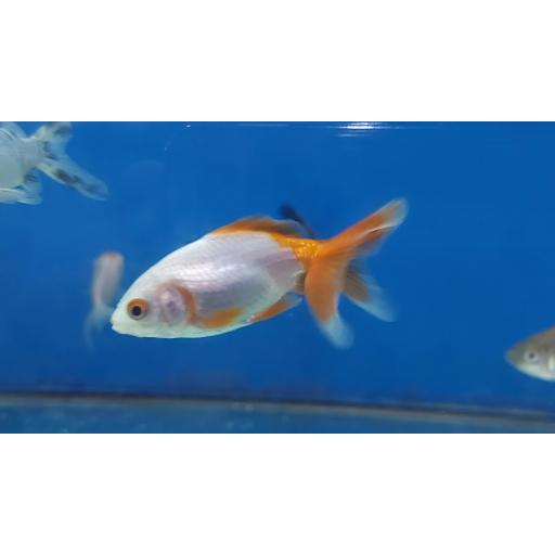 FANTAIL 4-5CM ROJO BLANCO [1]