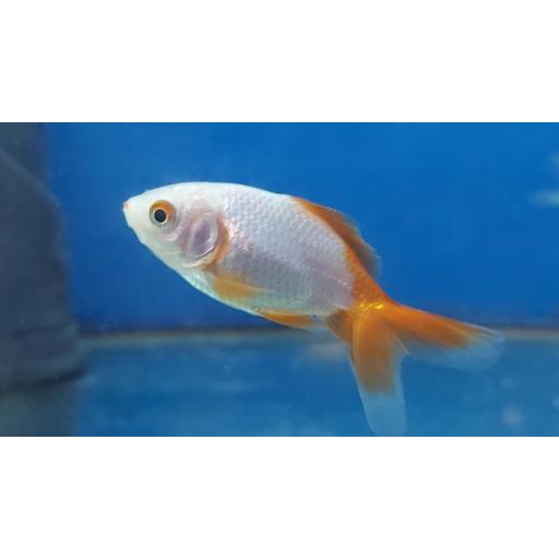 FANTAIL 4-5CM ROJO BLANCO [0]