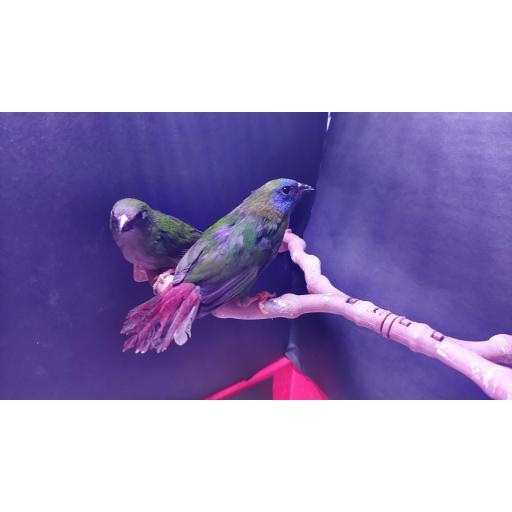 DIAMANTE TRICOLOR PAREJA- ANILLADOS CON ANILLA 2022---erythrura trichroa  [1]