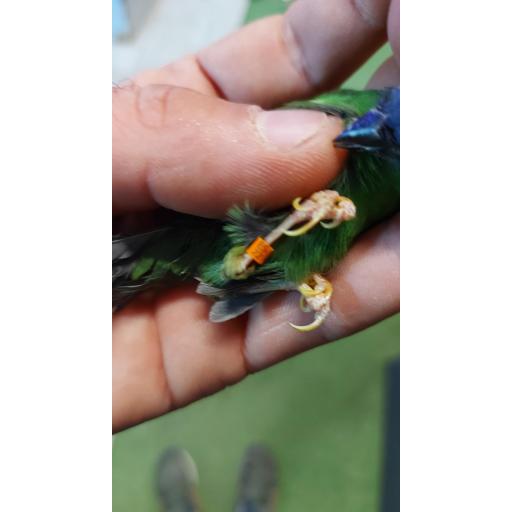 DIAMANTE TRICOLOR PAREJA- ANILLADOS CON ANILLA 2022---erythrura trichroa  [3]
